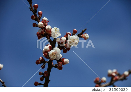 杏の花 21509029