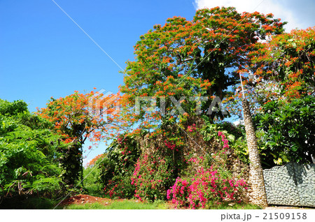 満開の南洋桜 21509158