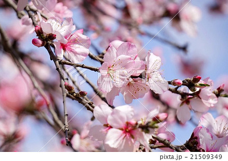 アーモンドの花 21509349