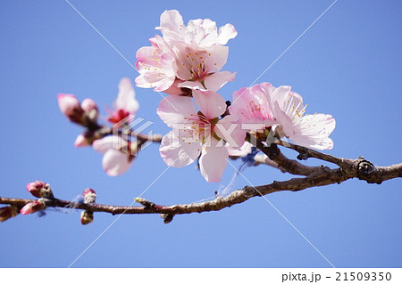 アーモンドの花 21509350