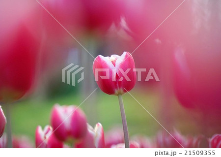 チューリップの花 21509355