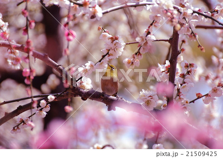 梅とメジロ 梅とメジロ 21509425