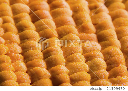 ウニ ウニ 21509470