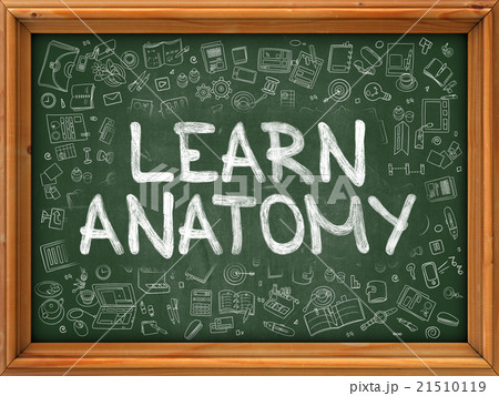 Learn Anatomy Concept. Doodle Icons on Chalkboard. 21510119
