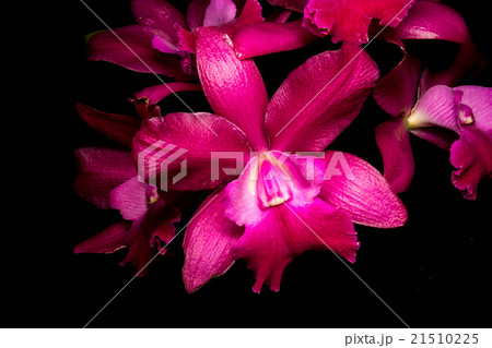 orchid isolated on black orchid isolated on black 21510225