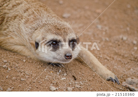 meerkest 21510360