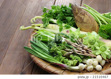 山菜 21510467