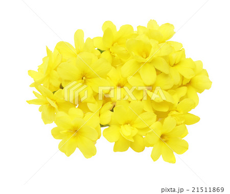 オウバイモドキ オウバイモドキ 21511869