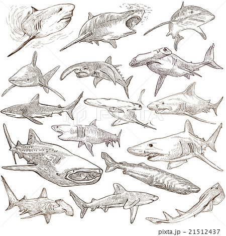 Sharks An Hand Drawn Pack Freehand Sketching のイラスト素材