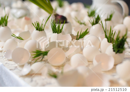 eggshell and young shoots eggshell and young shoots 21512510