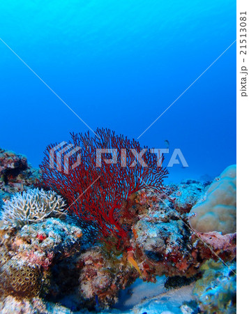 沖縄・座間味島の海に広がる深紅のウミウチワや様々なサンゴの写真素材