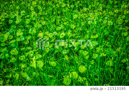 Miner's Lettuce in bloom Miner's Lettuce in bloom 21513195