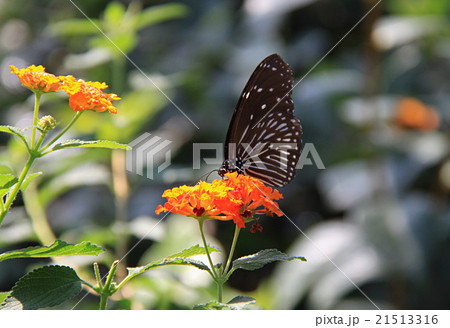 ツマムラサキマダラ 21513316