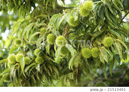 イガグリ 21513401