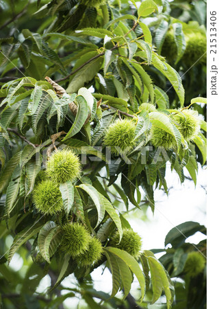 イガグリ イガグリ 21513406