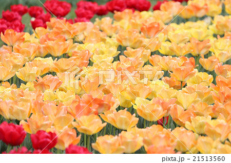 チューリップ モンテオレンジ チューリップ モンテオレンジ 21513560