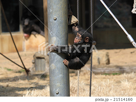 チンパンジーの子供 21514160