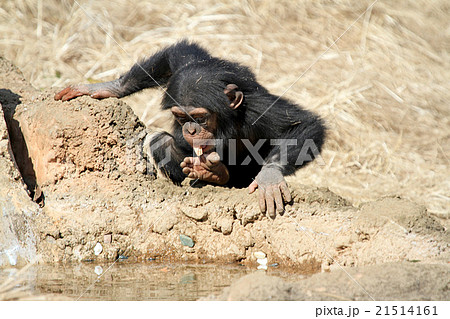チンパンジーの子供 21514161