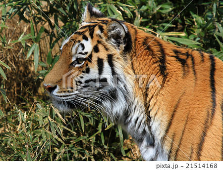 アムールトラ アムールトラ 21514168