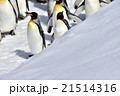 2016旭山動物園ペンギン散歩19 21514316