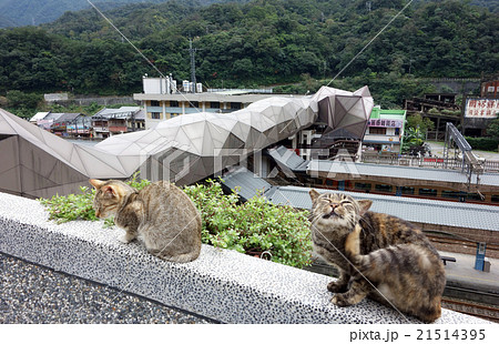 猫の村・ホウトン 台湾 21514395