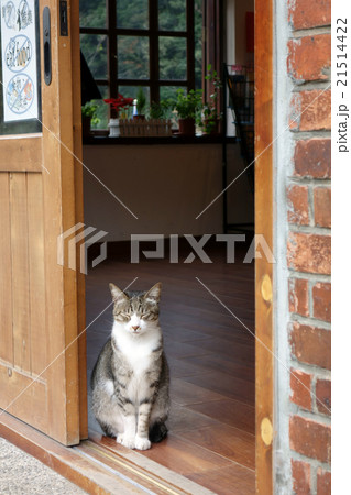 猫の村・ホウトン 台湾 21514422