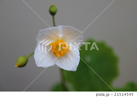 シラユキゲシ　白雪芥子 21514545