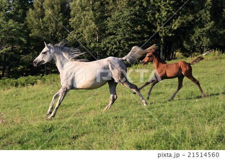 牧場の馬 21514560