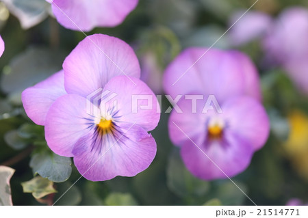パンジー パンジー 21514771