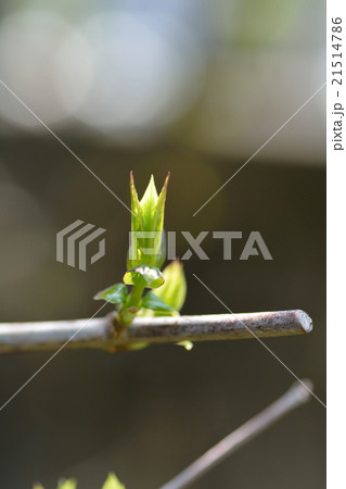 ロウバイの新芽 ロウバイの新芽 21514786