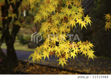 もみじ 紅葉 秋 黄色の写真素材