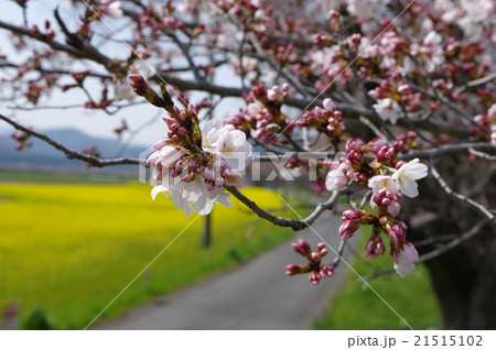桜 咲き始め 里山の春 21515102