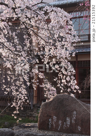 京都　祇園白川の枝垂れ桜 21515392