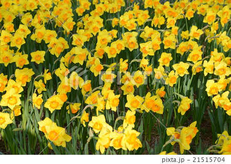 アーリーフレーム 21515704