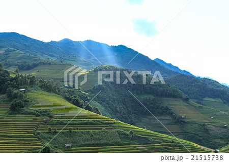 Rice fields on terraced in rainny season  21515738