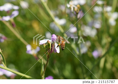 西洋ミツバチとダイコンの花 21515787