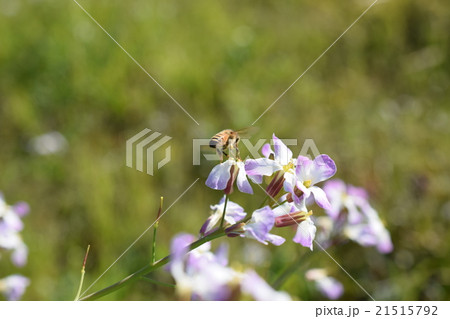 西洋ミツバチとダイコンの花 21515792
