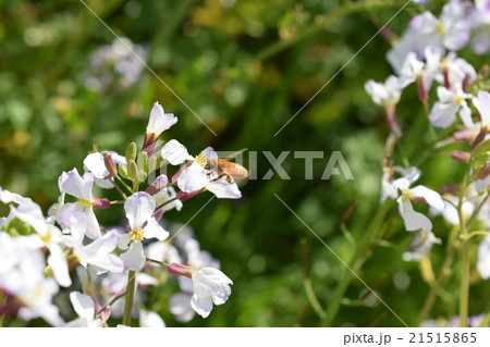 西洋ミツバチとダイコンの花 21515865