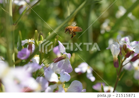 西洋ミツバチとダイコンの花　高尾野町　出水市　鹿児島県 21515871