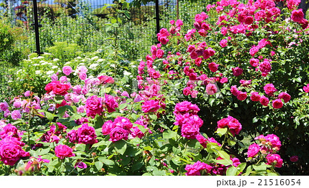 美しき薔薇の花 その14 : 花と植物が織りなす色紙 その80 美しき薔薇の花 その14 : 花と植物が織りなす色紙 その80 21516054