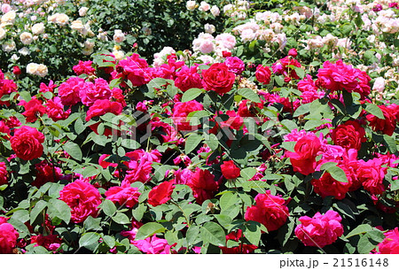 美しき薔薇の花 その17 : 花と植物が織りなす色紙 その83 美しき薔薇の花 その17 : 花と植物が織りなす色紙 その83 21516148