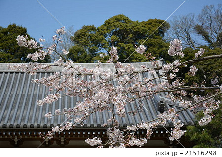 円覚寺の桜 円覚寺の桜 21516298