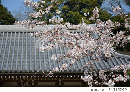 円覚寺の桜 21516299