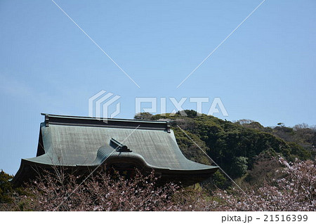 建長寺の桜 21516399