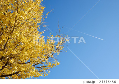Yellow ginko tree in autumn Yellow ginko tree in autumn 21516436