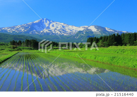 鳥海山と田んぼ 21516440
