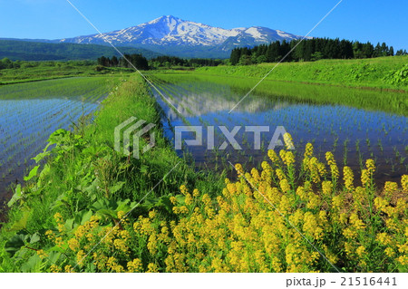 鳥海山と田んぼ 21516441