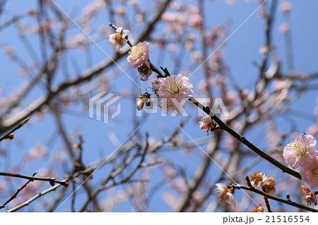 藤川天神(菅原道真公終焉の地)鹿児島県薩摩川内市 藤川天神(菅原道真公終焉の地)鹿児島県薩摩川内市 21516554