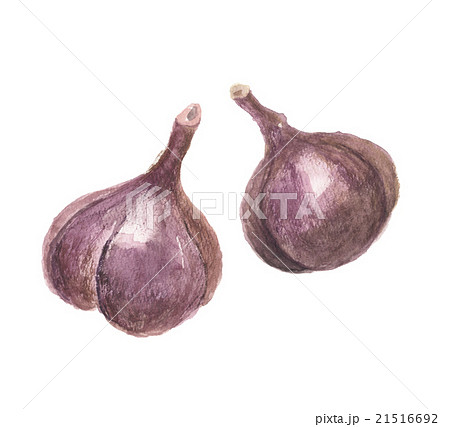 プエラリア 21516692