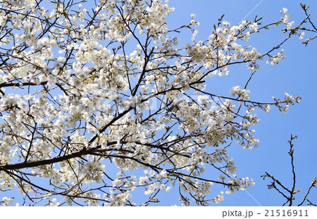 桜 21516911